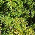 Torreya grandis rameau